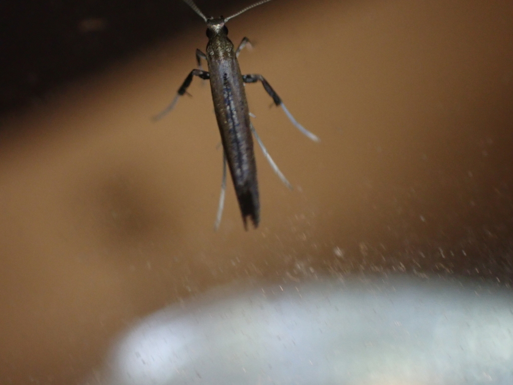 Sumac Leaf Blotch Miner Moth from South Cleveland, TN, USA on June 06