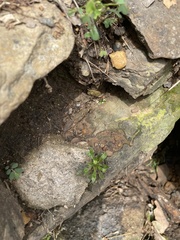 Erigeron canadensis
