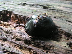 Camarops petersii