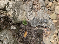 Erigeron canadensis