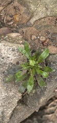 Erigeron canadensis