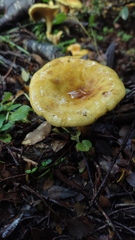 Austropaxillus statuum