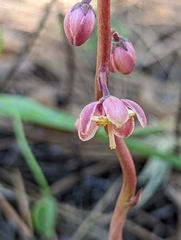 Pyrola aphylla
