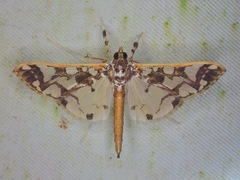 Polythlipta divaricata