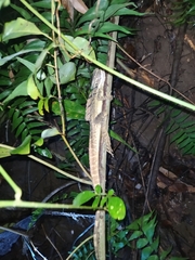 Basiliscus basiliscus