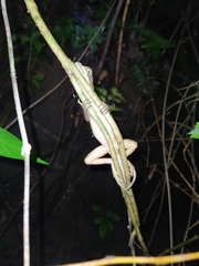 Basiliscus basiliscus