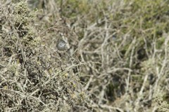 Polioptila californica