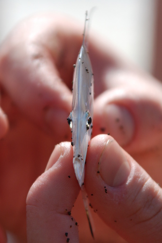 Airfin lookdown (Selene brevoortii) — Carangidae