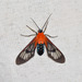 Lepidoneiva telephus - Photo 由 rick_costa 所上傳的 (c) rick_costa，保留部份權利CC BY-NC