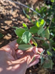 Arctostaphylos malloryi