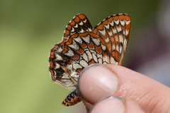 Euphydryas anicia