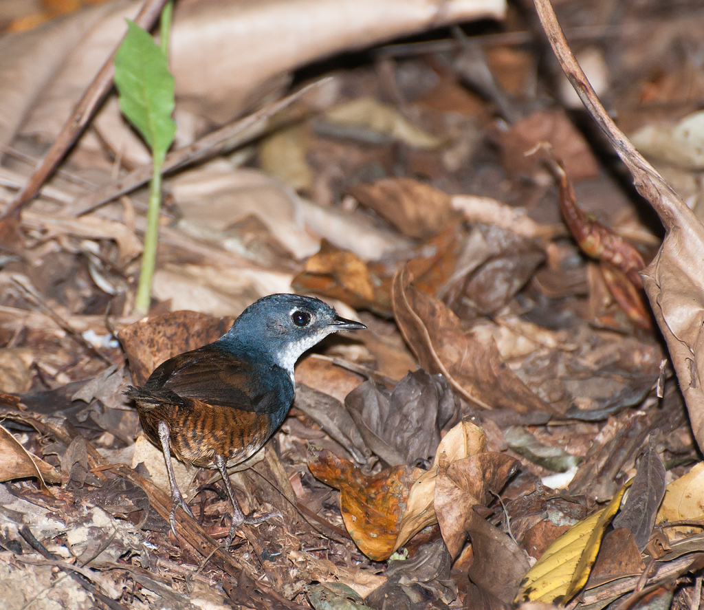 White-breasted Tapaculo