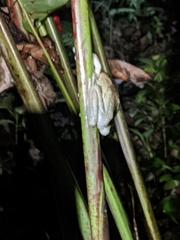 Trachycephalus typhonius