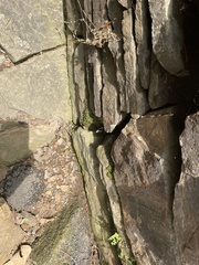 Angiospermae