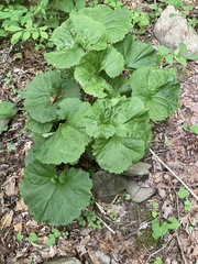Arnoglossum reniforme