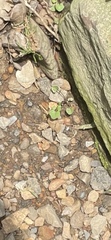 Angiospermae