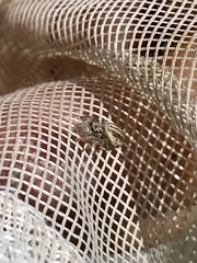 Pelegrina arizonensis