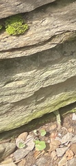 Angiospermae