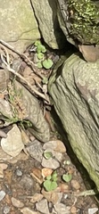 Angiospermae
