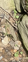 Angiospermae
