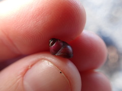 Cantharidus dilatatus