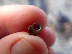 Cantharidus dilatatus