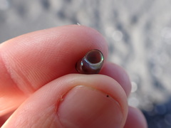 Cantharidus dilatatus