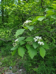 Crataegus chrysocarpa praecox