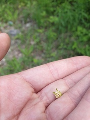 Crataegus chrysocarpa praecox