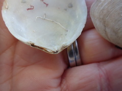 Pseudarcopagia disculus