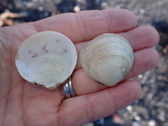 Pseudarcopagia disculus