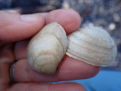 Pseudarcopagia disculus