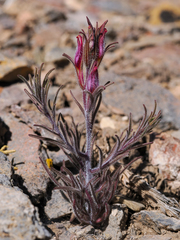Cordylanthus kingii helleri