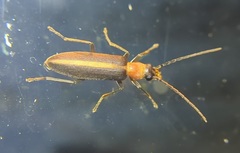 Oxycopis