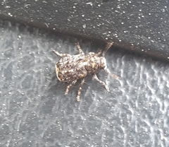 Dissoleucas niveirostris