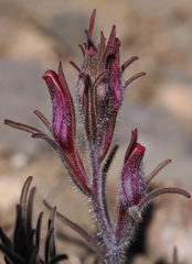 Cordylanthus kingii helleri