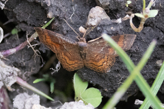 Leptostales rubromarginaria