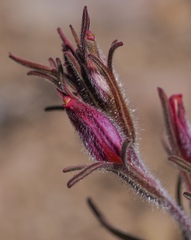 Cordylanthus kingii helleri
