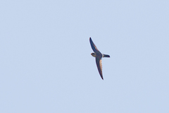 Aerodramus terraereginae