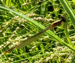 Lestes alacer