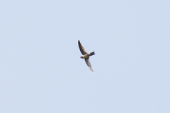 Aerodramus terraereginae
