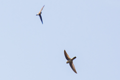 Aerodramus terraereginae