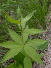 Lilium columbianum