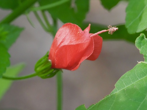 Malvaviscus arboreus