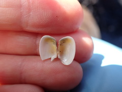 Venerupis largillierti