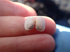 Venerupis largillierti