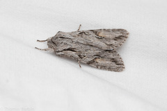 Egira crucialis
