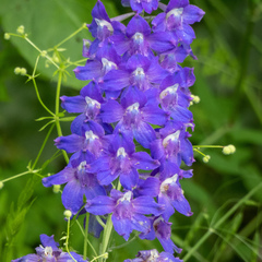 Delphinium oreganum