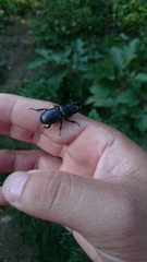 Dorcus