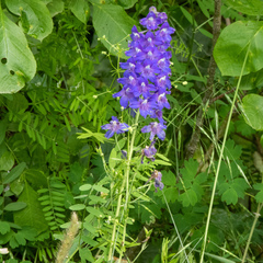 Delphinium oreganum